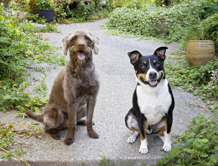 Entry image for Riley Scooby. Clicking this image will show a larger photo