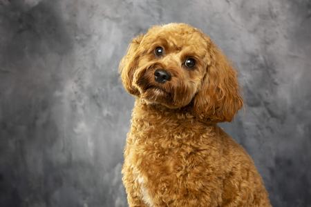 Entry image for Archie. Clicking this image will show a larger photo