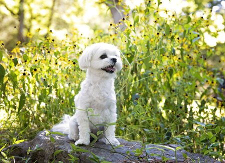 Entry image for BettyWhite. Clicking this image will show a larger photo