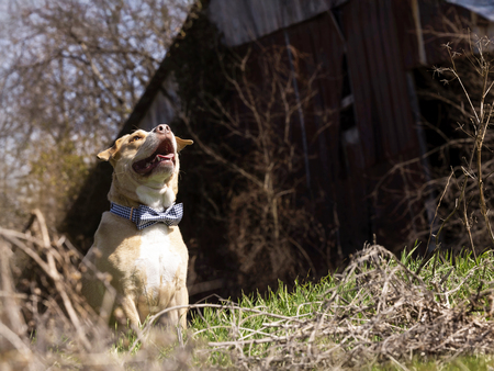 Entry image for Ollie . Clicking this image will show a larger photo