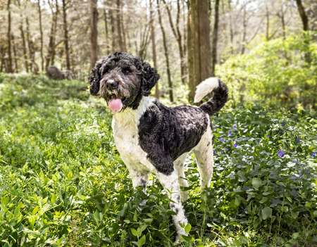 Entry image for Watson. Clicking this image will show a larger photo