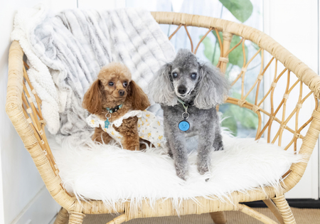 Entry image for DeanMartin MillieMae. Clicking this image will show a larger photo