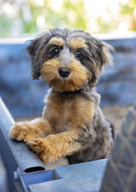 Entry image for Finn. Clicking this image will show a larger photo