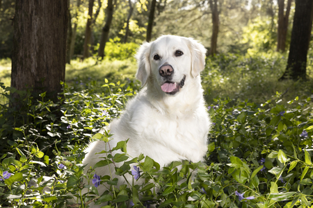 Entry image for Luna . Clicking this image will show a larger photo