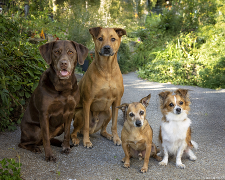 Entry image for Gracie Rex Luther Jacque. Clicking this image will show a larger photo