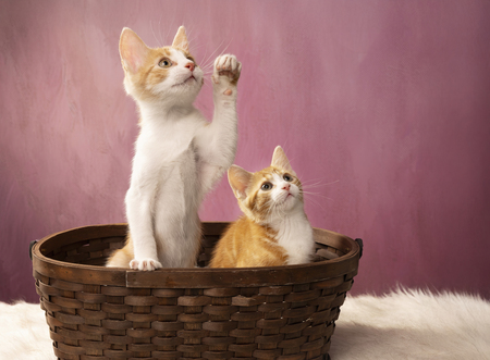 Entry image for Cleo Lucy. Clicking this image will show a larger photo