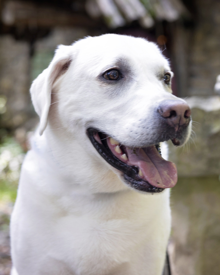 Entry image for Peanut. Clicking this image will show a larger photo