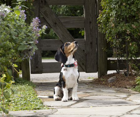 Entry image for Rosie. Clicking this image will show a larger photo