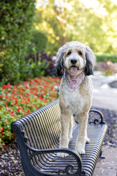 Entry image for Lola. Clicking this image will show a larger photo