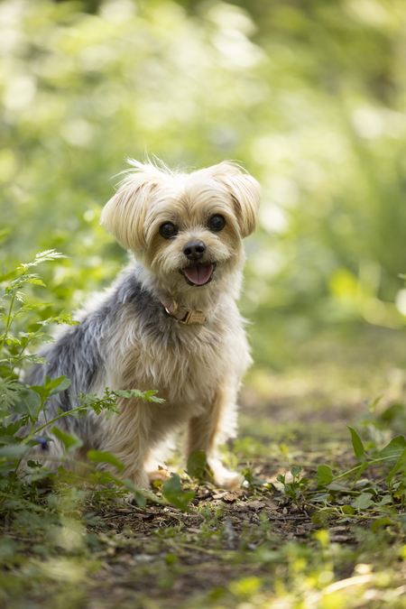 Entry image for Penny . Clicking this image will show a larger photo