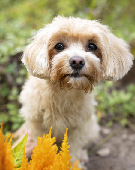 Entry image for EllaMae. Clicking this image will show a larger photo