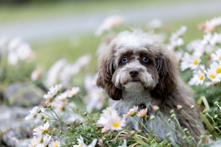 Entry image for Mocha. Clicking this image will show a larger photo