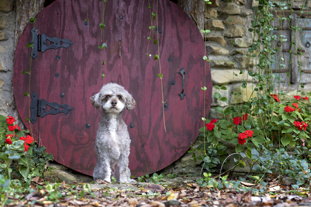 Entry image for Toby. Clicking this image will show a larger photo