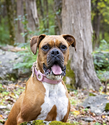 Entry image for Luna. Clicking this image will show a larger photo