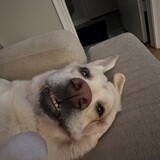 Entry image for Zoey