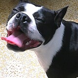 Entry image for Reggie