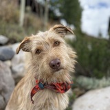 Entry image for Archie