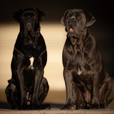 Entry image for Renzo & Lucca