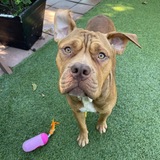 Entry image for Meatball