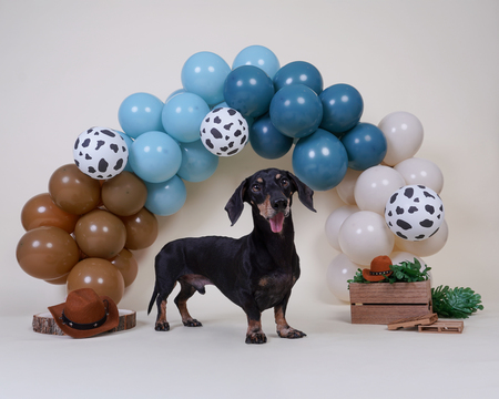 Entry image for Freddie. Clicking this image will show a larger photo