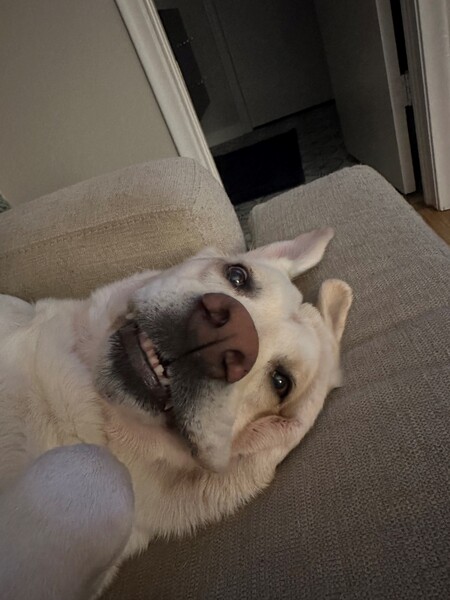 Entry image for Zoey. Clicking this image will show a larger photo