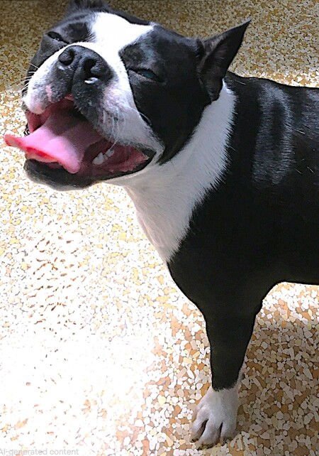 Entry image for Reggie. Clicking this image will show a larger photo