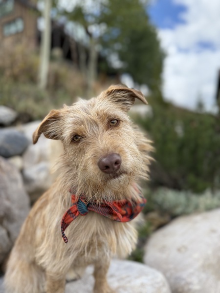 Entry image for Archie. Clicking this image will show a larger photo