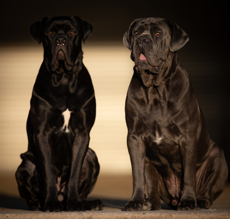 Entry image for Renzo & Lucca. Clicking this image will show a larger photo