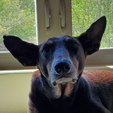 Entry image for Bella