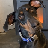 Entry image for Bruce Dante