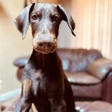 Entry image for Blaze