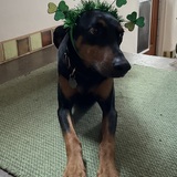 Entry image for Foxy