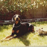 Entry image for Killer