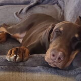 Entry image for Tsar