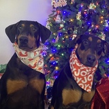 Entry image for Rhys and Bruno