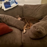 Entry image for Canelo