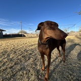 Entry image for Duchess