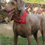 Entry image for Ember