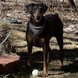 Entry image for Coco