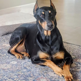 Entry image for Apollo 