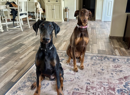 Entry image for Mack and Quinn. Clicking this image will show a larger photo