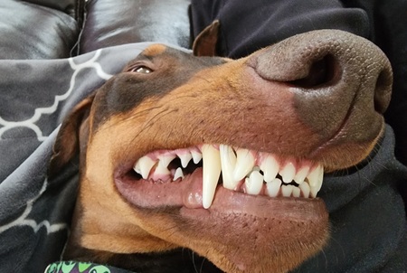 Entry image for RileyRu. Clicking this image will show a larger photo