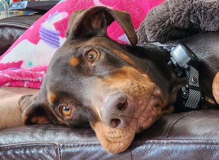 Entry image for Maxy Moose. Clicking this image will show a larger photo