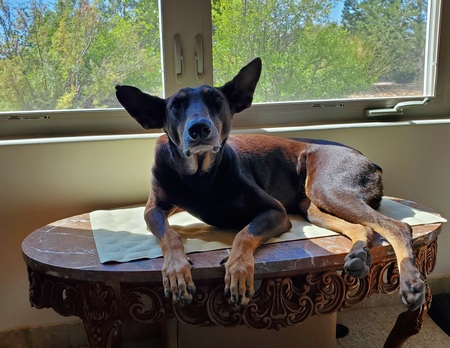 Entry image for Bella. Clicking this image will show a larger photo