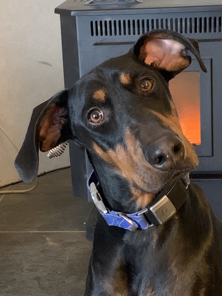 Entry image for Bruce Dante. Clicking this image will show a larger photo