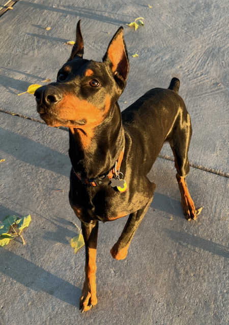 Entry image for Bud. Clicking this image will show a larger photo