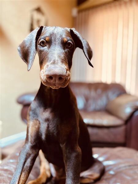 Entry image for Blaze. Clicking this image will show a larger photo