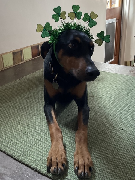 Entry image for Foxy. Clicking this image will show a larger photo