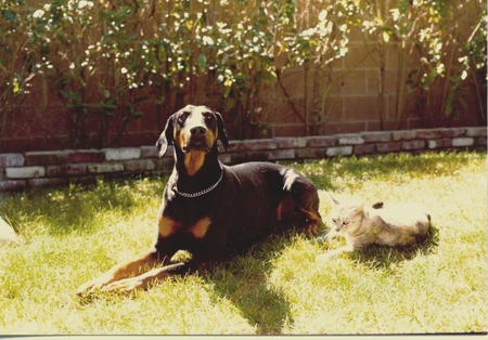 Entry image for Killer. Clicking this image will show a larger photo