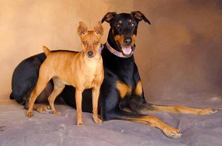 Entry image for Abby. Clicking this image will show a larger photo